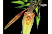 Bulbophyllum blepharistes - Currlin Orchideen