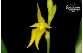 bulbophyllum carunculatum var album currlin orchideen