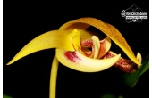 bulbophyllum dearei currlin orchideen