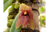 Bulbophyllum disciflorum - Currlin Orchideen