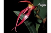 bulbophyllum nymphopolitanum currlin orchideen