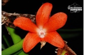 ceratostylis retisquama currlin orchideen