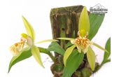 Coelogyne schilleriana - Currlin Orchideen