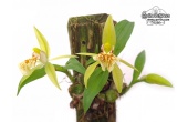 Coelogyne schilleriana - Currlin Orchideen