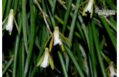 dendrobium schoeninum habitus currlin orchideen
