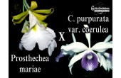 Cattleychea Pink Marie (mariae x purpurata coerulea) - Currlin Orchideen