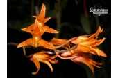 bifrenaria aureofulva currlin orchideen