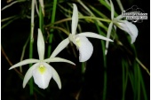 brassavola species nr122 currlin orchideen 395577865