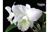Cattleya Jairak Bella - Currlin Orchideen