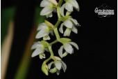 Dendrochilum species (Currlin Orchideen)