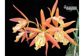 Encyleyvola Jairak Canary 'Orange' - Currlin Orchideen