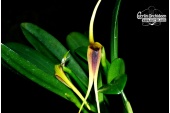 masdevallia-maculata-gro