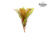 Neoregelia Hybride (klein/small) - Currlin Orchideen