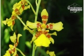 oncidium excavatum currlin orchideen