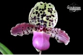 paphiopedilum henryanum currlin orchideen