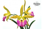 Rhynchobrassoleya Jairak Cornue - Currlin Orchideen