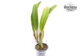 Rhyncholaeliocattleya Pamela Hetherington - Currlin Orchideen