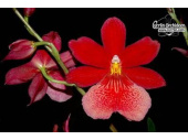 Cambria Nelly Isler - Currlin Orchideen