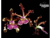 Cattleya schille 4cdaaf8301cde