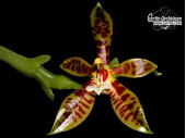 Phalaenopsis cor 4cdb0544b10df