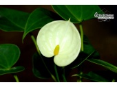 Anthurium Hybride 'Lemon' (Currlin Orchideen)