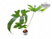 Anthurium pedatum (Habitus) - Currlin Orchideen