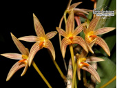 bulbophyllum affine currlin orchideen