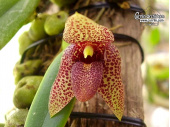 Bulbophyllum disciflorum - Currlin Orchideen