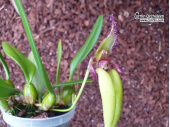 Bulbophyllum fascinator var. semialba - Currlin Orchideen