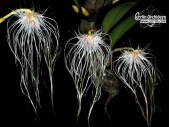 bulbophyllum medusae currlin orchideen