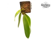 Bulbophyllum phalaenopsis (Habitus) - Currlin Orchideen