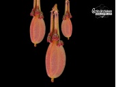 Bulbophyllum physometrum - Currlin Orchideen