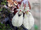 Bulbophyllum polliculosum - Currlin Orchideen
