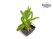 Cattleya Claradiana (Habitus) - Currlin Orchideen