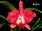 Cattleya Cosmic Delite - Currlin Orchideen