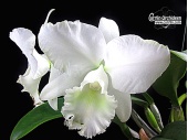 Cattleya Jairak Bella - Currlin Orchideen