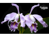 cattleya maxima var  coerulea currlin orchideen