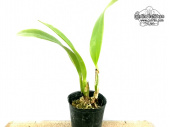 Cattleya trianae var. concolor 'Orion' (Habitus) - Currlin Orchideen