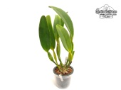 Cattleya White Spark (Habitus) - Currlin Orchideen