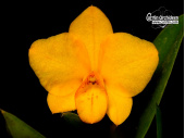 Cattlianthe Faikon Ball - Currlin Orchideen