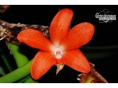 ceratostylis retisquama currlin orchideen