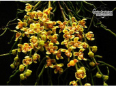 Chiloschista lindstroemii - Currlin Orchideen