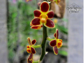 Chiloschista lunifera - Currlin Orchideen