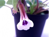 Chirita tamiana (Flowers) - Currlin Orchideen