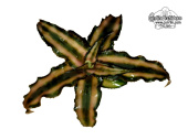 Cryptanthus bivittatus (plant) - Currlin Orchideen