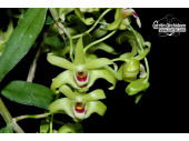 dendrobium catenatum currlin orchideen