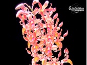Dendrobium Jairak Antelope 'Tangerine' - Currlin Orchideen