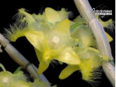 Dendrobium terengganuensis - Currlin Orchideen