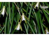 dendrobium schoeninum habitus currlin orchideen