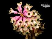 Dendrobium smillieae - Currlin Orchideen